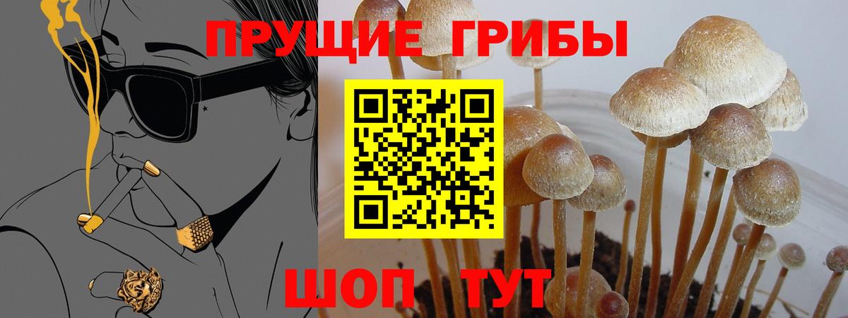 Галлюциногенные грибы Psilocybine cubensis Лесосибирск